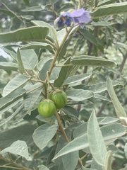 Solanum nemophilum