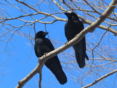 Corvus macrorhynchos