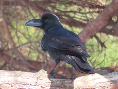 Corvus macrorhynchos