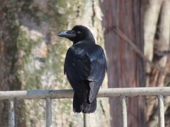 Corvus macrorhynchos