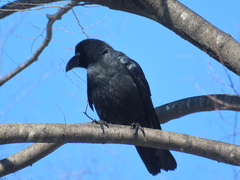 Corvus macrorhynchos