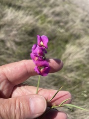 Swainsona campylantha