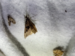 Xanthorhoe semifissata