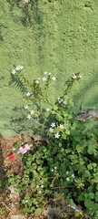 Plumbago zeylanica