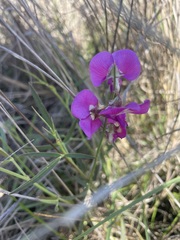 Swainsona campylantha