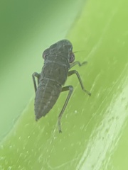 Homalodisca vitripennis