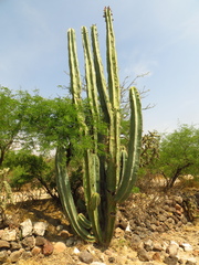 Isolatocereus dumortieri