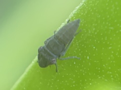 Homalodisca vitripennis