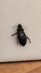 Anisodactylus binotatus