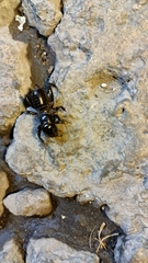 Stenopelmatus minor