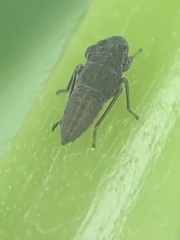 Homalodisca vitripennis