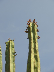 Isolatocereus dumortieri