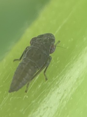 Homalodisca vitripennis