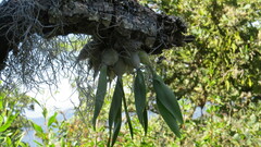 Prosthechea karwinskii