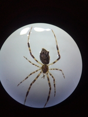 Episinus