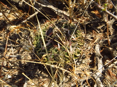 Echinofossulocactus pentacanthus