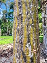 Pseudobombax septenatum