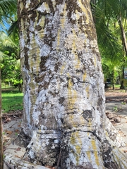 Pseudobombax septenatum