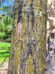 Pseudobombax septenatum