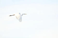 Ardea alba