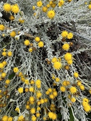 Senecio candidans