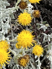 Senecio candidans