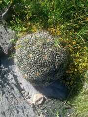 Mammillaria magnimamma
