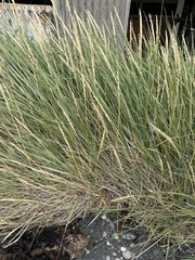 Leymus arenarius