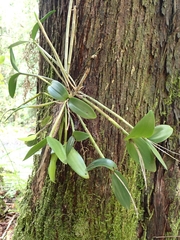 Dendrobium