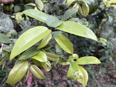 Diospyros sandwicensis