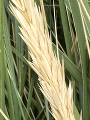 Leymus arenarius
