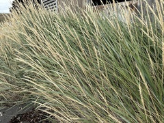 Leymus arenarius