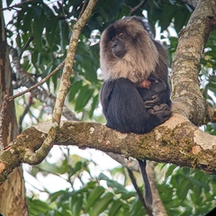 Macaca silenus