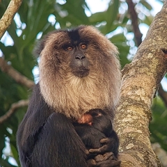 Macaca silenus