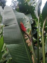 Heliconia episcopalis