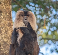 Macaca silenus