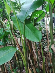 Heliconia episcopalis
