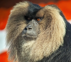 Macaca silenus