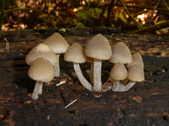 Favolaschia manipularis