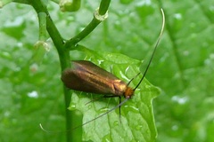 Cauchas rufimitrella