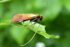 Cauchas rufimitrella