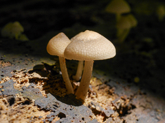 Favolaschia manipularis