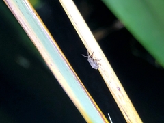 Chalepistes aequalis