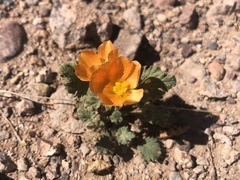 Sphaeralcea coulteri