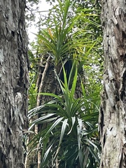 Freycinetia arborea