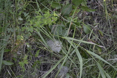 Clematis integrifolia