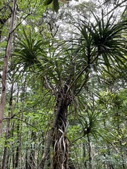 Freycinetia arborea