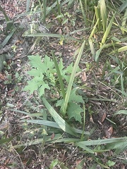Smallanthus uvedalia