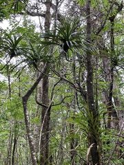 Freycinetia arborea