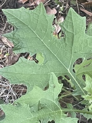 Smallanthus uvedalia